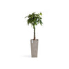 Rotterdam Medium Tall Square Planter - 12.6 in x 12.6 in x 27.5 in - Taupe - Taupe,12.5 in x 12.5 in x 27.5 in,Planter Only