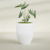 Valencia Large Round Fiberglass Planter - 27 in x 27 in x 31 in - Gloss White - Gloss White,27 in x 27 in x 31 in