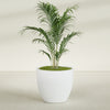 Wannsee Large Round Fiberglass Planter - 39 in x 39 in x 34 in - Matte White - Matte White,39 in x 39 in x 34 in