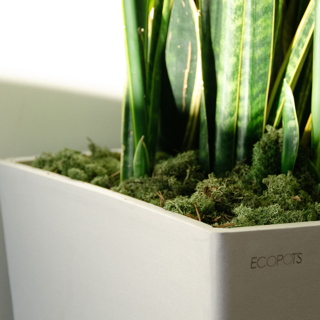 Rotterdam - 19.8in x 19.8in x 17.3in