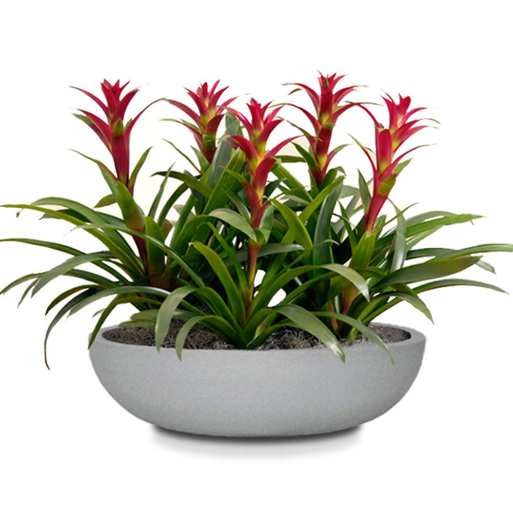 Tabletop Bowl - 16in diam. x 4in