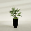 Brannan Medium Round Fiberglass Planter - 18 in x 18 in x 29 in - Gloss Black - Gloss Black,18 in x 18 in x 29 in