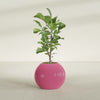Globe Medium Sphere Fiberglass Planter - 24 in x 24 in x 19 in - Gloss Pink Violet - Gloss Pink Violet,24 in x 24 in x 20 in