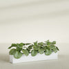 Salon Large Tall Rectangle Fiberglass Planter - 48 in x 8 in x 8 in - Matte White - Matte White,48 in x 8 in x 8 in