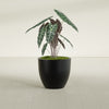 Wannsee Medium Round Fiberglass Planter - 27 in x 27 in x 24 in - Matte Black - Matte Black,27 in x 27 in x 24 in