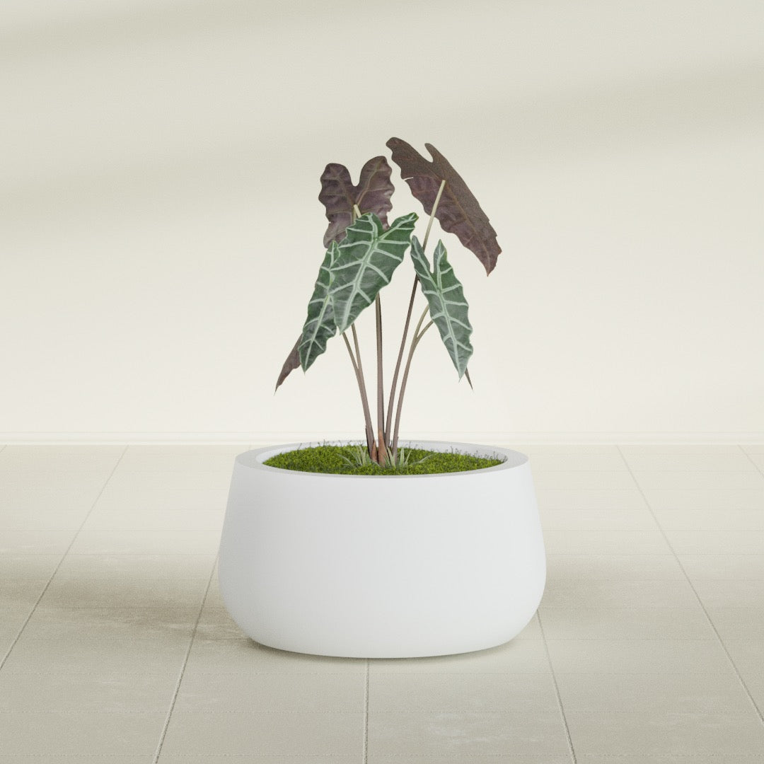 Short Hayden Small Round Fiberglass Planter - 16 in x 16 in x 8 in - Gloss White - Gloss White,16 in x 16 in x 8 in