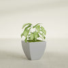 Lima Small Tapered Square Fiberglass Planter - 16 in x 16 in x 16 in - Metallic Silver - Metallic Silver,16 in x 16 in x 16 in