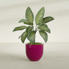 Alzira Medium Round Fiberglass Planter - 23 in x 23 in x 22 in - Gloss Eggplant - Gloss Eggplant,23 in x 23 in x 22 in