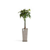 Rotterdam Medium Tall Square Planter - 12.6 in x 12.6 in x 27.5 in - Planter + Saucer - Taupe - Taupe,12.5 in x 12.5 in x 27.5 in,Planter + Saucer