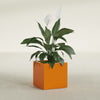 Montroy Medium Cube Square Fiberglass Planter - 20 in x 20 in x 20 in - Gloss Tangerine - Gloss Tangerine,20 in x 20 in x 20 in