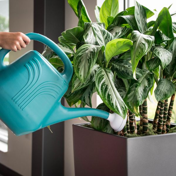 Watering Can - Single