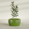 Casablanca Large Round Low Bowl Fiberglass Planter - 36 in x 36 in x 18 in - Satin Green - Satin Green,36 in x 36 in x 18 in