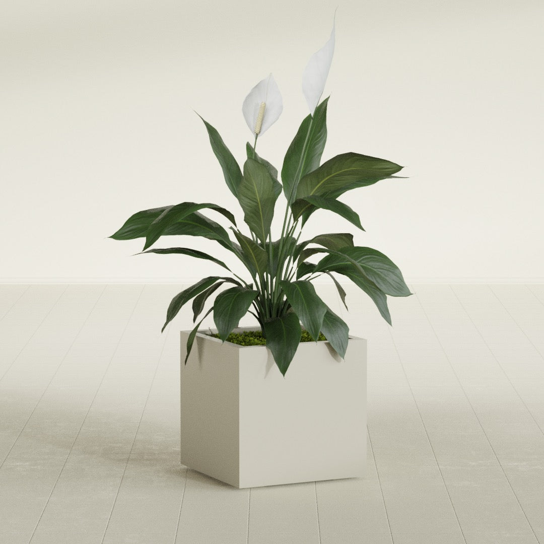 Montroy Medium Cube Square Fiberglass Planter - 20 in x 20 in x 20 in - Satin Beige - Satin Beige,20 in x 20 in x 20 in