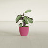 Wannsee Small Round Fiberglass Planter - 15 in x 15 in x 13 in - Gloss Pink Violet - Gloss Pink Violet,15 in x 15 in x 13 in