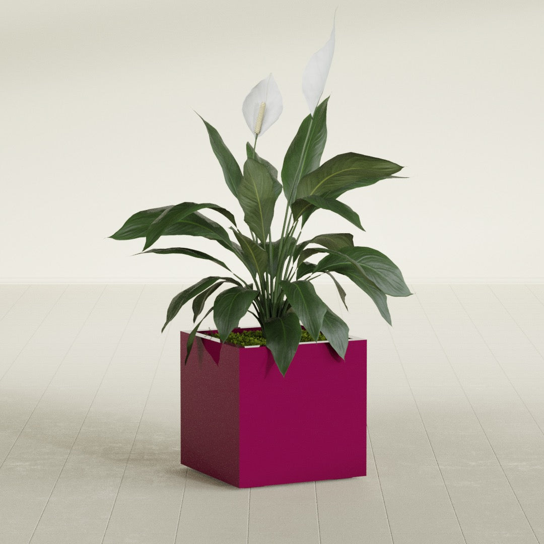 Montroy Medium Cube Square Fiberglass Planter - 20 in x 20 in x 20 in - Gloss Eggplant - Gloss Eggplant,20 in x 20 in x 20 in