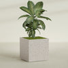 Cube - 40in x 40in x 40in - StoneLight - Pearlstone - StoneLight - Pearlstone,40 in x 40 in x 40 in