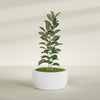Casablanca Large Round Low Bowl Fiberglass Planter - 30 in x 30 in x 15 in - Matte White - Matte White,30 in x 30 in x 15 in