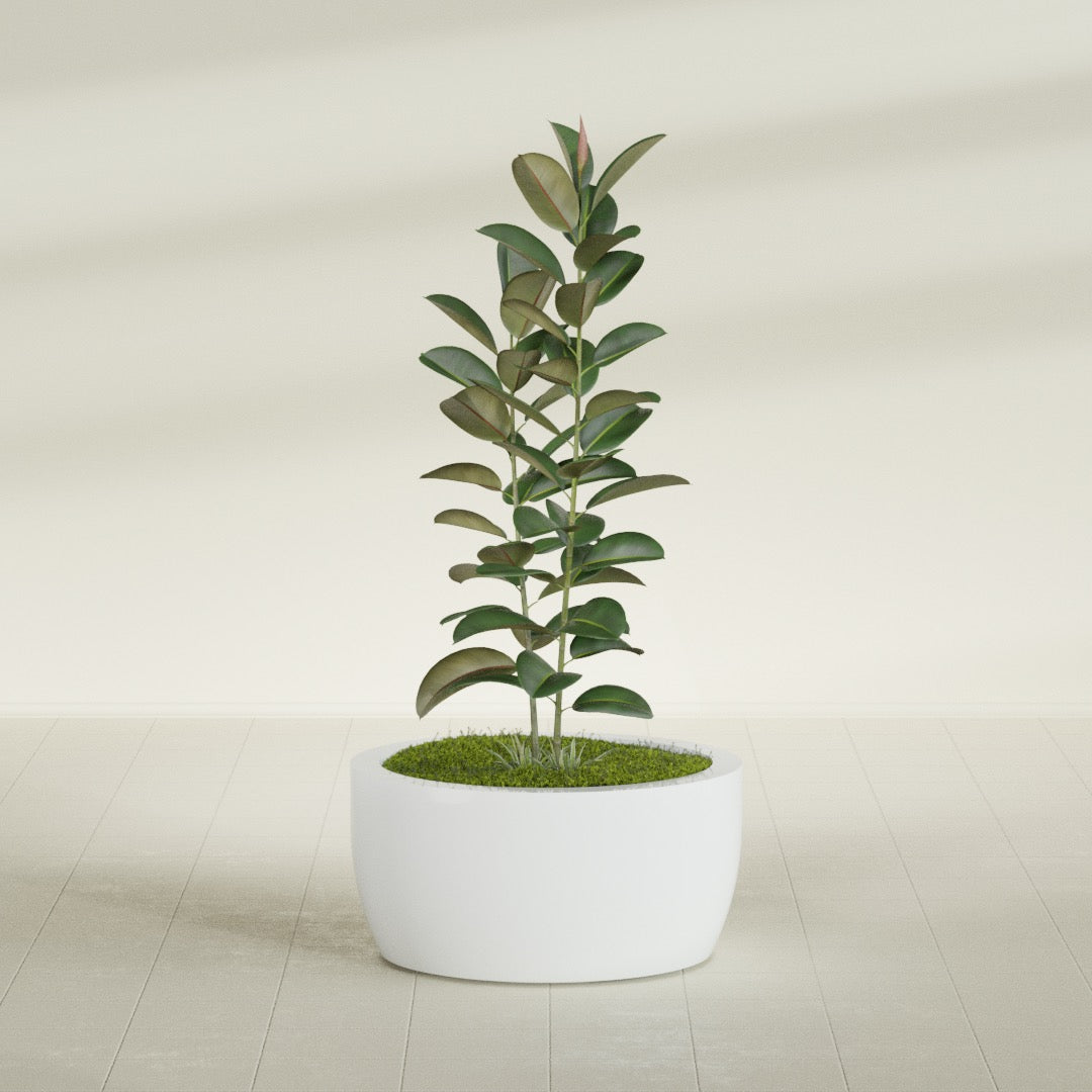 Casablanca Large Round Low Bowl Fiberglass Planter - 30 in x 30 in x 15 in - Matte White - Matte White,30 in x 30 in x 15 in
