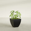 Lima Small Tapered Square Fiberglass Planter - 16 in x 16 in x 16 in - Matte Black - Matte Black,16 in x 16 in x 16 in