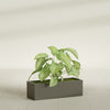 Reade Small Tabletop Rectangle Fiberglass Planter - 14 in x 5 in x 4.3 in - Matte Bronze - Matte Bronze,14 in x 5 in x 4.3 in