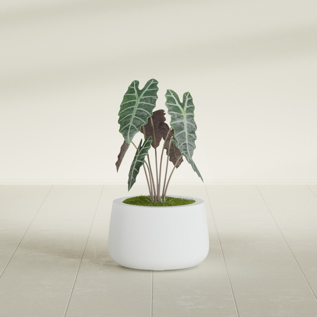 Short Hayden Small Round Fiberglass Planter - 12 in x 12 in x 7 in - Gloss White - Gloss White,12 in x 12 in x 7 in