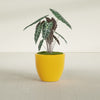 Wannsee Medium Round Fiberglass Planter - 27 in x 27 in x 24 in - Gloss Saffron - Gloss Saffron,27 in x 27 in x 24 in