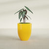 Valencia Medium Round Fiberglass Planter - 20 in x 20 in x 23 in - Gloss Saffron - Gloss Saffron,20 in x 20 in x 23 in