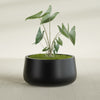 Short Hayden Medium Round Fiberglass Planter - 20 in x 20 in x 10 in - Matte Black - Matte Black,20 in x 20 in x 10 in