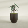 Valencia Medium Round Fiberglass Planter - 20 in x 20 in x 23 in - Matte Brown - Matte Brown,20 in x 20 in x 23 in