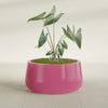 Short Hayden Medium Round Fiberglass Planter - 20 in x 20 in x 10 in - Gloss Pink Violet - Gloss Pink Violet,20 in x 20 in x 10 in