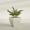 Lima Medium Tapered Square Fiberglass Planter - 24 in x 24 in x 24 in - Satin Beige - Satin Beige,24 in x 24 in x 24 in