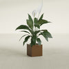 Montroy Small Cube Square Fiberglass Planter - 12 in x 12 in x 12 in - Metallic Bronze - Metallic Bronze,12 in x 12 in x 12 in