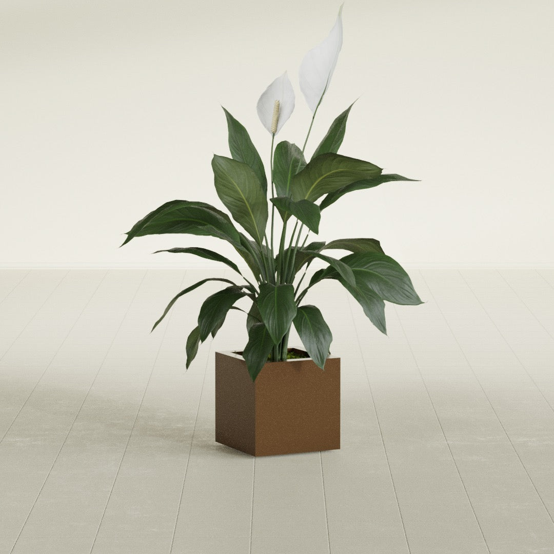 Montroy Small Cube Square Fiberglass Planter - 12 in x 12 in x 12 in - Metallic Bronze - Metallic Bronze,12 in x 12 in x 12 in