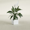 Montroy Small Cube Square Fiberglass Planter - 12 in x 12 in x 12 in - Gloss White - Gloss White,12 in x 12 in x 12 in