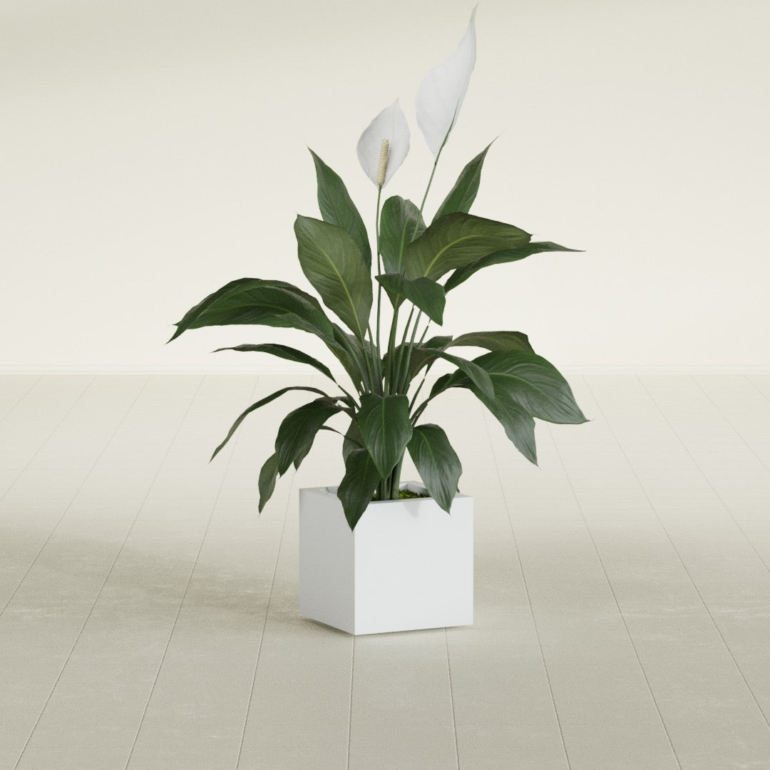 Montroy Small Cube Square Fiberglass Planter - 12 in x 12 in x 12 in - Gloss White - Gloss White,12 in x 12 in x 12 in