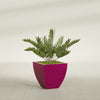 Lima Medium Tapered Square Fiberglass Planter - 20 in x 20 in x 20 in - Gloss Eggplant - Gloss Eggplant,20 in x 20 in x 20 in