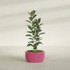 Casablanca Medium Round Low Bowl Fiberglass Planter - 24 in x 24 in x 12 in - Gloss Pink Violet - Gloss Pink Violet,24 in x 24 in x 12 in