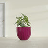 Santa Barbara Medium Round Fiberglass Planter - 23 in x 23 in x 20.3 in - Gloss Eggplant - Gloss Eggplant,23 in x 23 in x 20 in