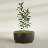 Casablanca Large Round Low Bowl Fiberglass Planter - 36 in x 36 in x 18 in - Matte Brown - Matte Brown,36 in x 36 in x 18 in