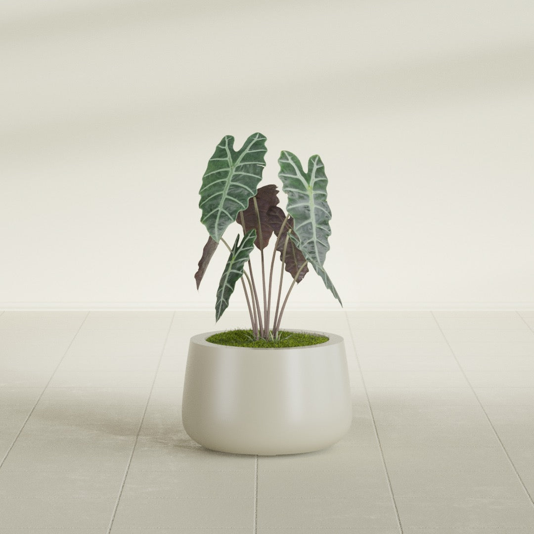 Short Hayden Small Round Fiberglass Planter - 12 in x 12 in x 7 in - Satin Beige - Satin Beige,12 in x 12 in x 7 in