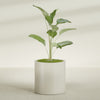 Rio Grande Medium Round Fiberglass Planter - 22 in x 22 in x 22 in - Satin Beige - Satin Beige,22 in x 22 in x 22 in