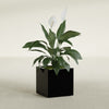Montroy Medium Cube Square Fiberglass Planter - 20 in x 20 in x 20 in - Gloss Black - Gloss Black,20 in x 20 in x 20 in