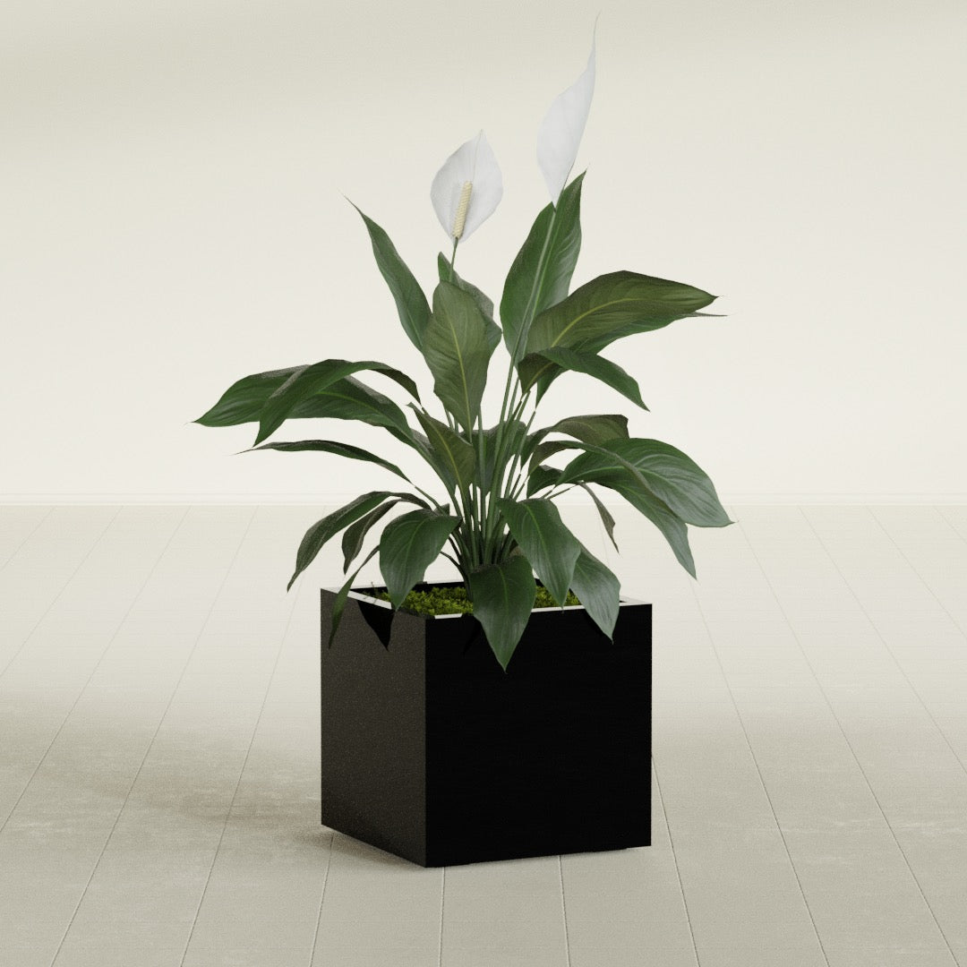 Montroy Medium Cube Square Fiberglass Planter - 20 in x 20 in x 20 in - Gloss Black - Gloss Black,20 in x 20 in x 20 in