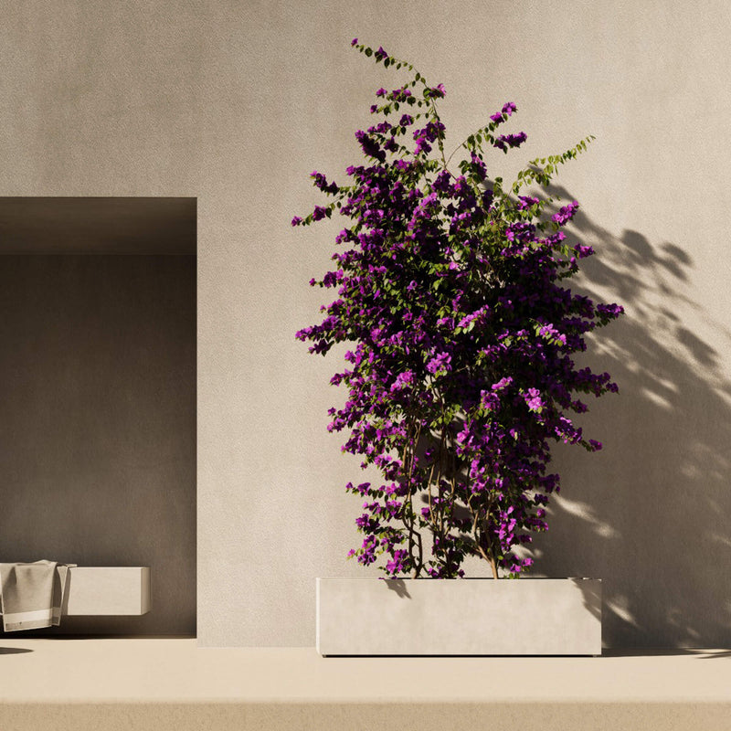 Semplito Grand Image