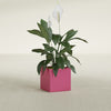 Montroy Small Cube Square Fiberglass Planter - 16 in x 16 in x 16 in - Gloss Pink Violet - Gloss Pink Violet,16 in x 16 in x 16 in