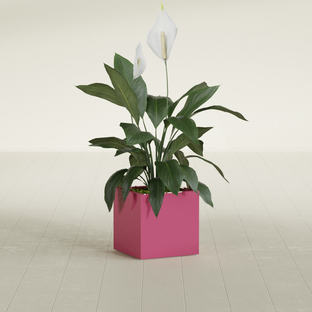 Montroy Small Cube Square Fiberglass Planter - 16 in x 16 in x 16 in - Gloss Pink Violet - Gloss Pink Violet,16 in x 16 in x 16 in
