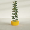 Casablanca Medium Round Low Bowl Fiberglass Planter - 20 in x 20 in x 10 in - Gloss Saffron - Gloss Saffron,20 in x 20 in x 10 in