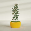 Casablanca Large Round Low Bowl Fiberglass Planter - 30 in x 30 in x 15 in - Gloss Saffron - Gloss Saffron,30 in x 30 in x 15 in