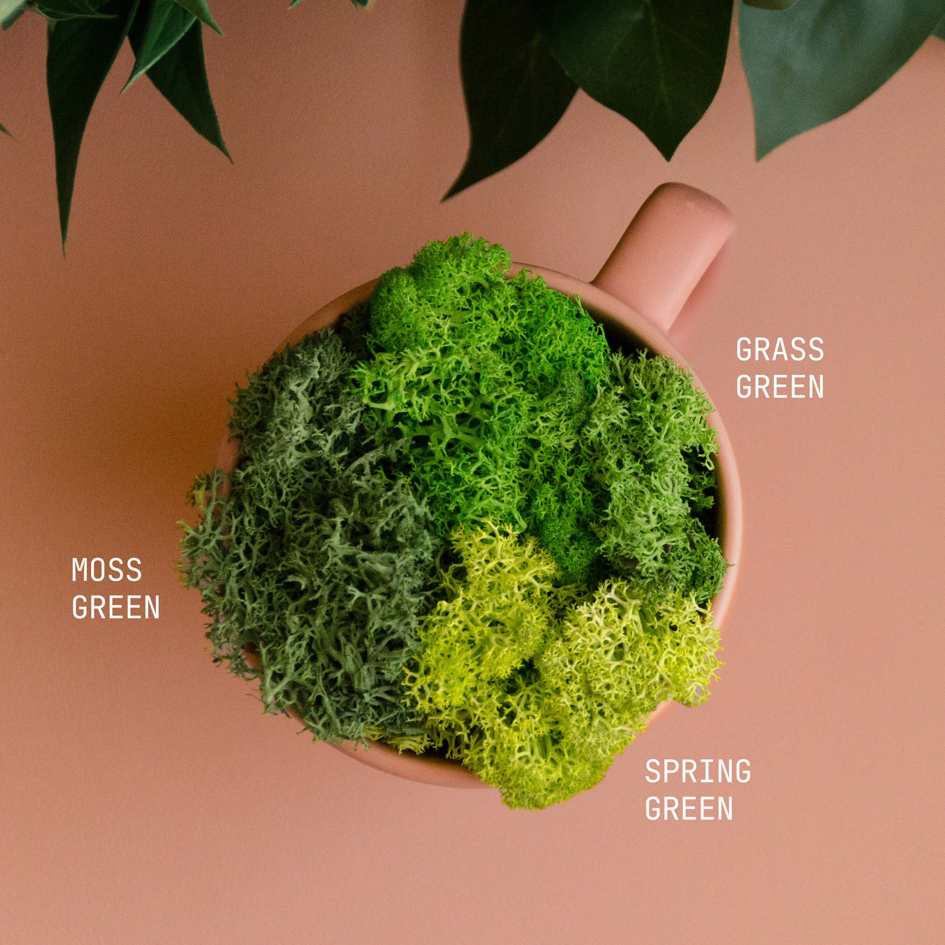 Reindeer Moss - Spring Green - Spring Green