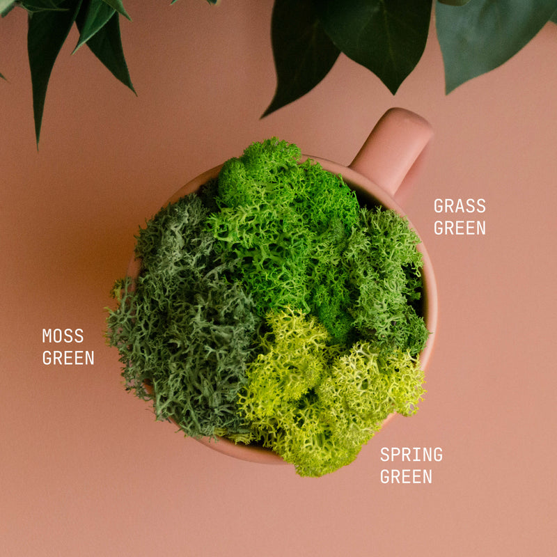 Reindeer Moss – 10lbs. / 2.5 ft³ Image